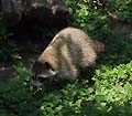 Guy Fanguy - Artist - Animals - Louisiana - Native Animals (19).jpg Size: 68433 - 4